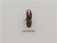 藏品(細身赤鍬形蟲)的圖片